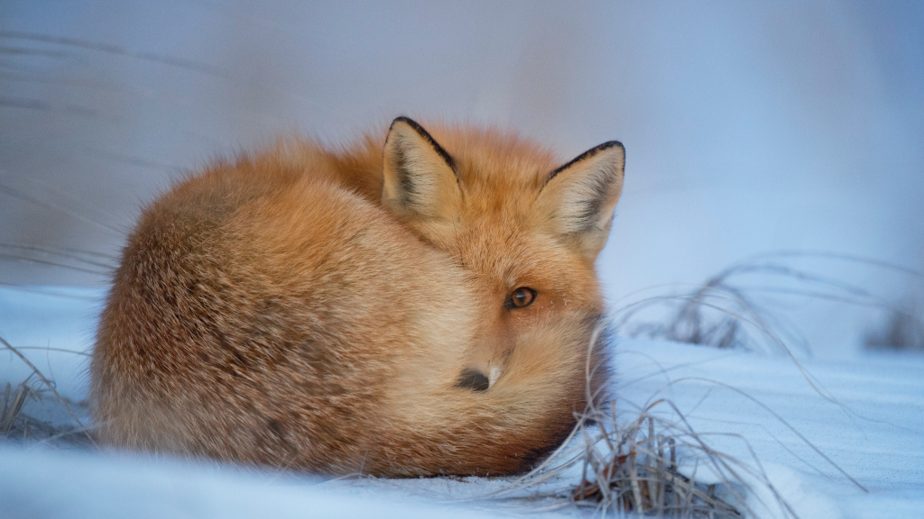 Охота на лису зимой