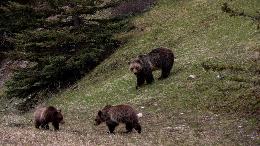 В Комсомольске-на-Амуре медведь забрел на дачу за едой