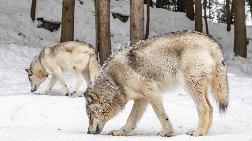Охота на волка зимой