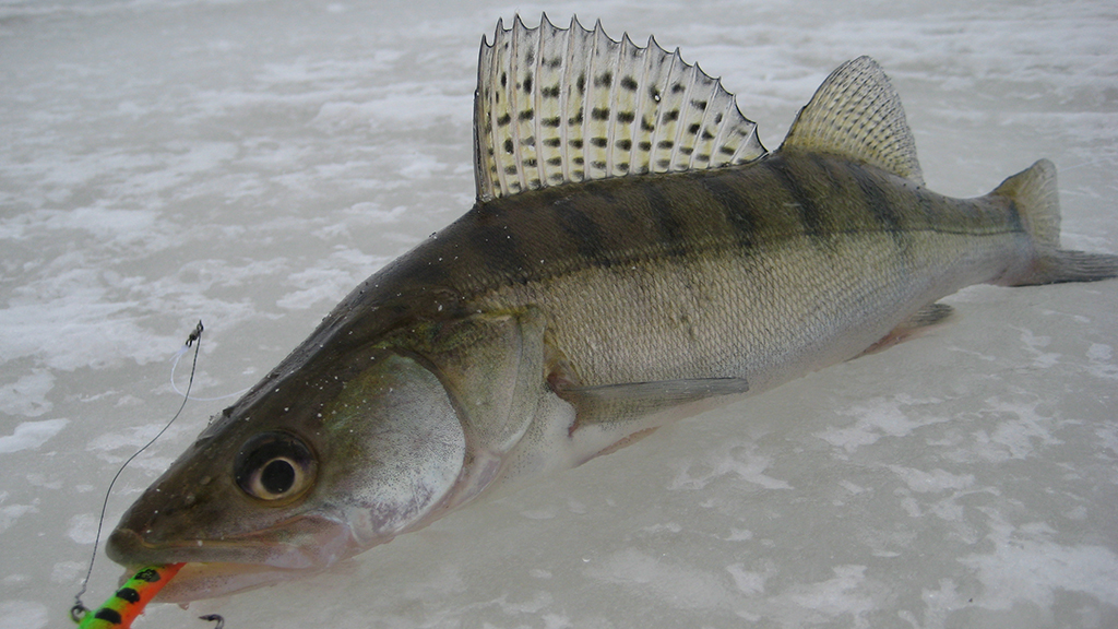 Рыбалка на Волге зимой