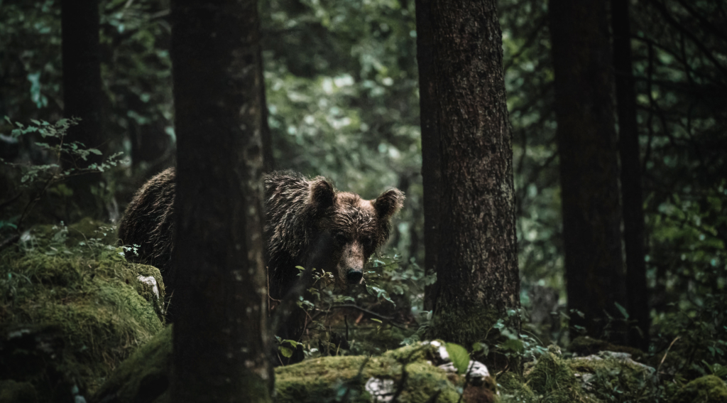 Что делать при встрече с медведем в походе