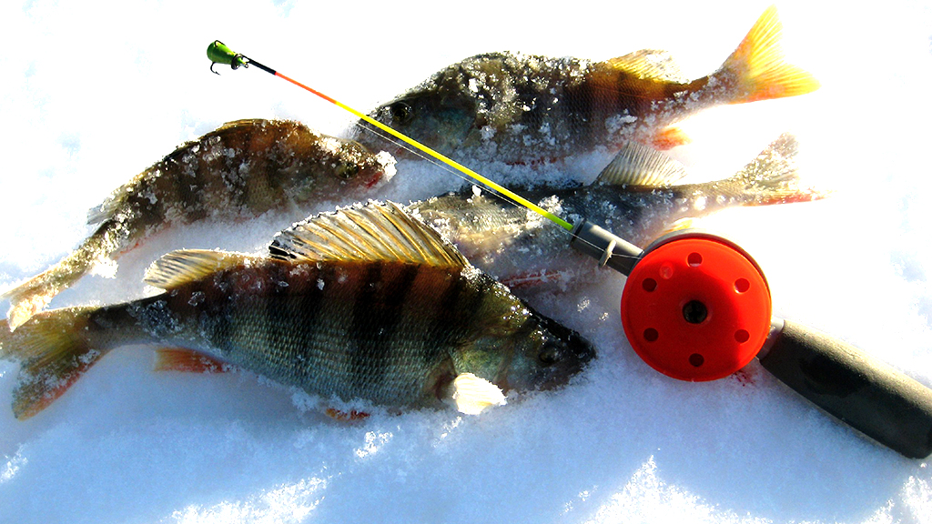 Рыбалка на окуня с эхолотом зимой: советы и рекомендации