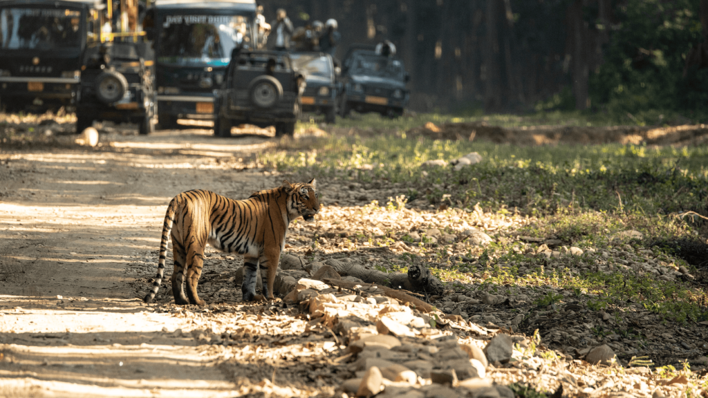 Тигр в природном заповеднике