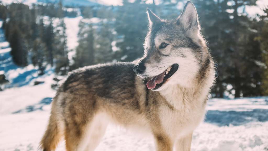 Охота на волка зимой