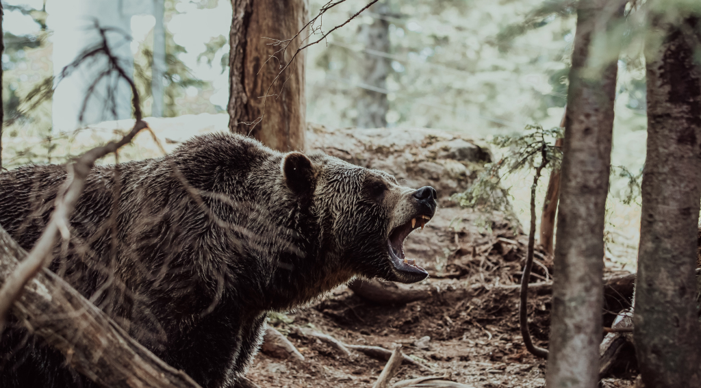 Встреча с медведем, нападение медведя, медвежья атака, что делать если встретился медведь