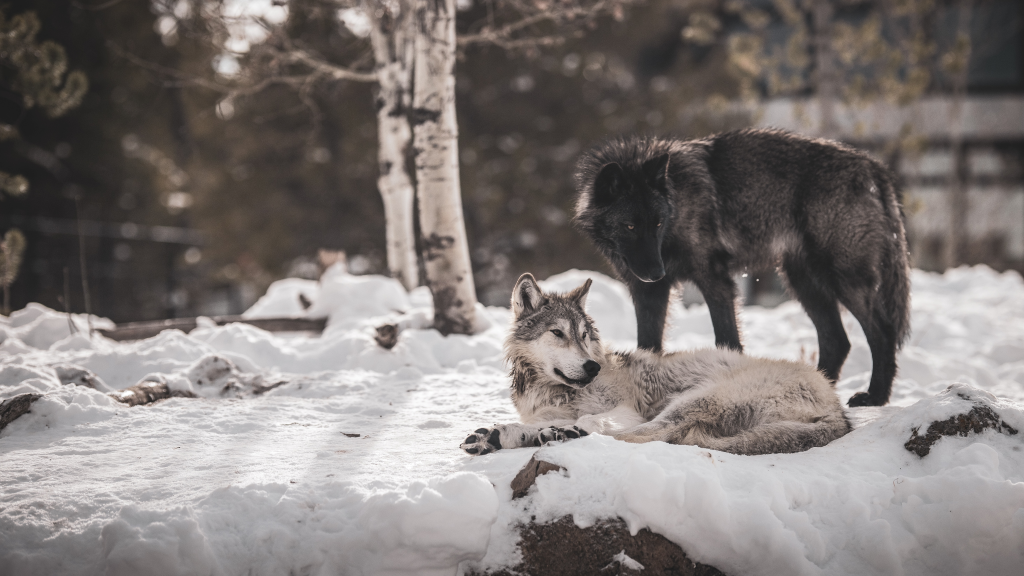 Ученые: В Иркутской области поголовье волков втрое выше нормы - Российская газета