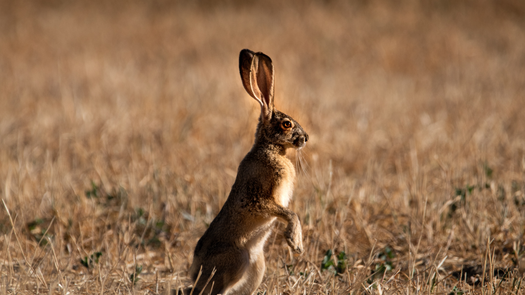 Охота на зайца осенью: ходовая, нагоном, с подхода, с гончими