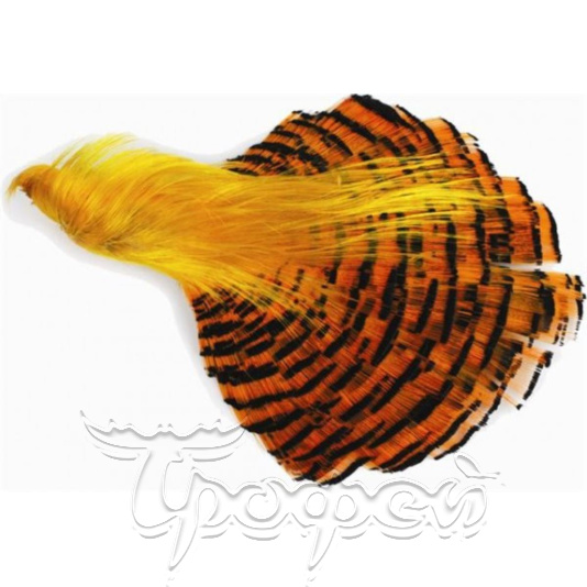 Целый скальп золотого фазана Golden Pheasant Complete Head HARELINE (GP3) 