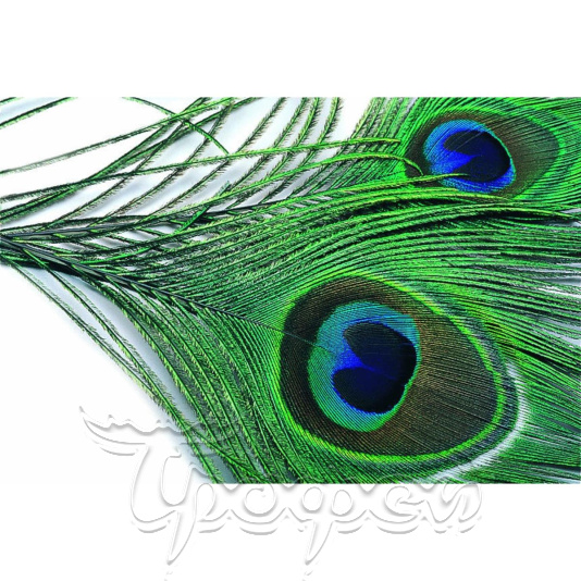 Перья павлина глазковые Peacock Eyes NATURAL FLY-FISHING (PE001-6) 