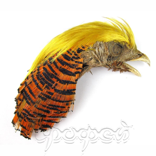Целый скальп золотого фазана Golden Pheasant Head I GRADE NATURAL FLY-FISHING (GPH-I001) 