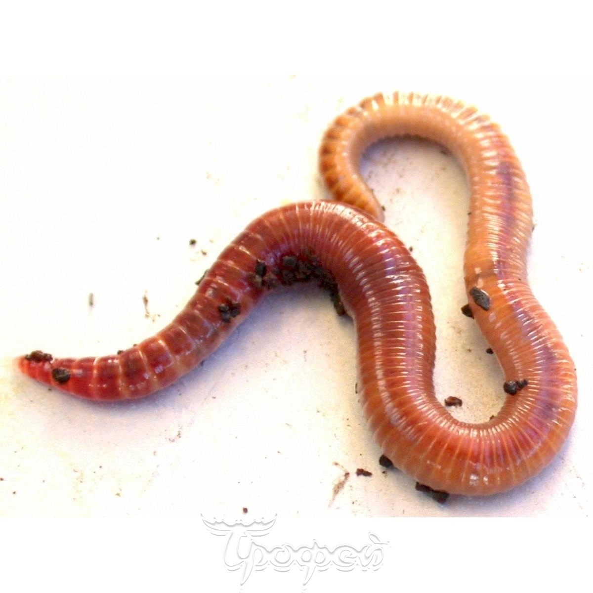 Стволовой червь. Дождевые черви Eisenia Fetida.